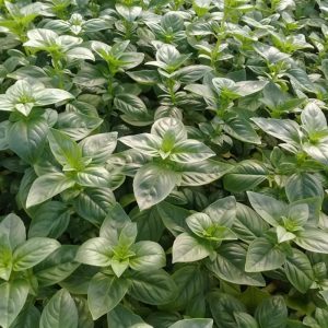 Basil