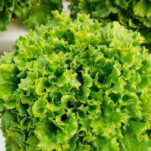 Batavia lettuce