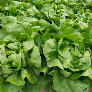 Batterhead lettuce