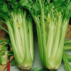 Celery