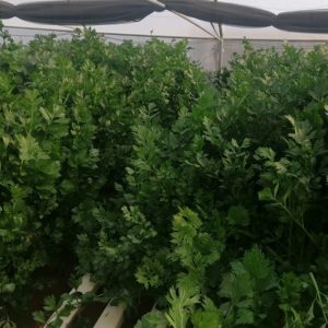 Celery