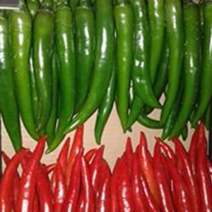 Chilli ( Red – Green)