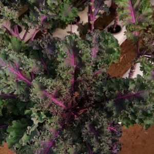 Curly kale (green – red)