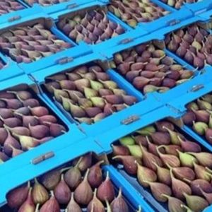 Fig