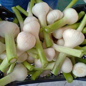 Garlic