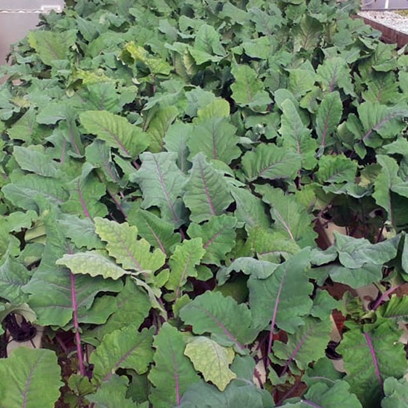 Green kale Mediterranean
