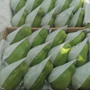 Guava