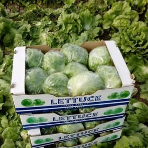 Ice berg lettuce