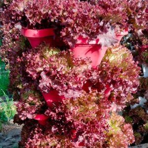 Lollo rosso lettuce
