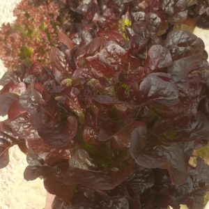 Oakleaf lettuce (green – red)
