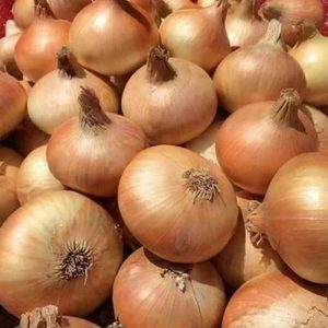 Onion ( red – yellow)