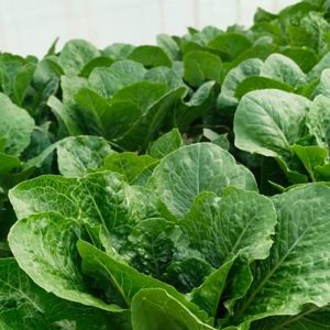 Romaine lettuce