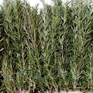 Rosemary