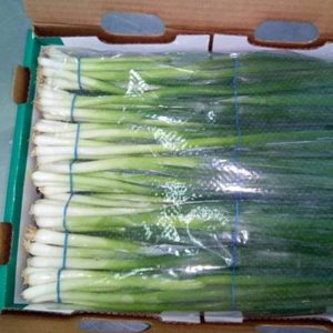 Spring onion