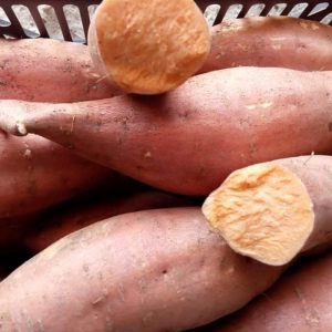 Sweet potato