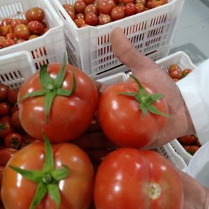 Tomato