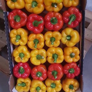 Capsicum (red –green – yellow)