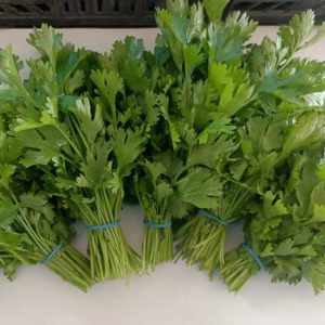 Coriander